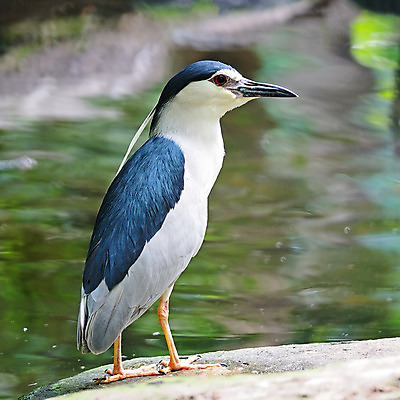 포토 JPG 해외이미지 동물 야생동물 날개 자연 조류 사람없음 물 여름 검은색 흰색 야간 큼 왜가리 깃털 하와이 부리 내추럴 해외202004 해외포토 자연요소 계절 컬러 미국 크기 생태계 파일형식 이미지허브