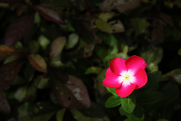 포토 JPG 해외이미지 식물 꽃 분홍색 백그라운드 잎 꽃무늬 자연 사람없음 장식 초록색 여름 정원 보라색 봄 벚꽃 흰색 신선 개화 허브 내추럴 마다가스카르 해외202004 해외포토 계절 컬러 무늬 생태계 파일형식 이미지허브