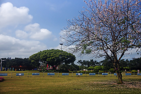 포토 JPG 해외이미지 나무 식물 공원 꽃 백그라운드 자연 하늘 사람없음 초록색 환경 정원 해외202004 해외포토 공공시설 컬러 생태계 파일형식 이미지허브