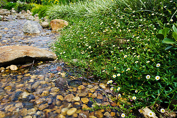 포토 JPG 해외이미지 식물 자연 사람없음 초록색 물 환경 벚꽃 신선 에코 수로 운하 암초 내추럴 해외202004 해외포토 자연요소 꽃 컬러 생태계 파일형식 이미지허브