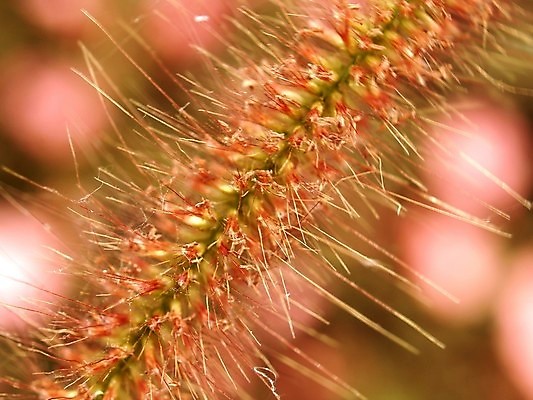 포토 JPG 해외이미지 식물 꽃잎 꽃 분홍색 꽃무늬 오렌지 자연 국화 사람없음 빨간색 여름 세트 컬러풀 장미 노란색 보라색 봄 활발 벚꽃 흰색 신선 개화 그룹 난초 변화 선택 백합 자르기 수집 달리아 제비꽃 묘사 코스모스 데이지 붓꽃 고립 섞기 아욱 많음 피튜니아 해외202004 해외포토 계절 컬러 컨셉 무늬 과일 모션 생태계 파일형식 이미지허브