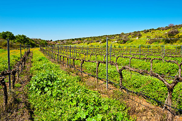 포토 JPG 해외이미지 식물 계절 아시아 지구 선 줄기 밭 농업 과일 자연 하늘 포도 건조 풍경 사람없음 야외 초록색 파란색 농장 농경지 정원 계곡 흙 봄 성장 나뭇가지 시골 땅 만취 언덕 포도밭 먼지 포도나무 진흙 내추럴 땅바닥 밭일 벌거벗은 이스라엘 줄서기 팔레스타인 해외202004 해외포토 나무 나라 산업 컬러 중동 모션 바닥 과일나무 생태계 서아시아 술취함 파일형식 이미지허브
