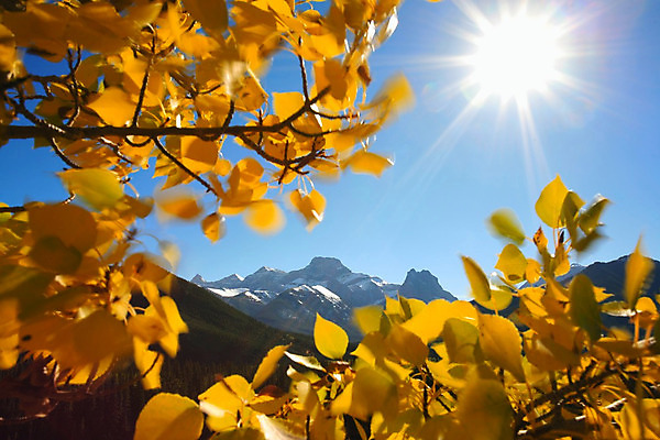 포토 JPG 해외이미지 나무 잎 캐나다 산 사람없음 태양 노란색 환경 가을 나뭇가지 그룹 정상 숲 미루나무 생태학 앨버타 절정 로키산맥 해외202004 해외포토 자연요소 식물 계절 교육 컬러 북아메리카 파일형식 이미지허브