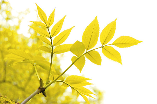 포토 JPG 해외이미지 식물 계절 줄기 백그라운드 잎 밭 자연 날씨 추상 잔디 사람없음 여름 햇빛 태양 노란색 평화 우주 환경 정원 침묵 봄 활발 성장 가을 나뭇가지 신선 순수 생물학 내추럴 생태학 해외202004 해외포토 자연요소 나무 교육 컬러 컨셉 무늬 농업 소리 생태계 파일형식 이미지허브