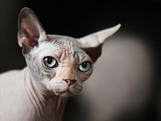 포토 JPG 해외이미지 동물 척추동물 1 응시 얼굴 백그라운드 장난 포유류 자연 수염 털 사랑 앉기 사람없음 반려동물 갈색 머리 검은색 고양이 어둠 우정 회색 흰색 표현 관찰 주름 작음 피부 호기심 코 부드러움 스핑크스 노려봄 고립 접기 해외202004 해외포토 시선 감정 컬러 컨셉 모션 표정 이집트 신체부위 친구 감각 크기 생태계 파일형식 이미지허브