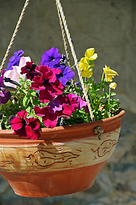 포토 JPG 해외이미지 식물 꽃잎 꽃 화분 매달리기 사람없음 컬러풀 원예 피튜니아 해외202004 해외포토 컬러 모션 취미 파일형식 이미지허브