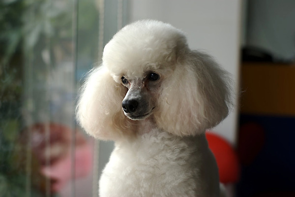 포토 JPG 해외이미지 동물 새끼 사람없음 귀여움 개 강아지 해외202004 해외포토 컨셉 포유류 반려동물 파일형식 이미지허브