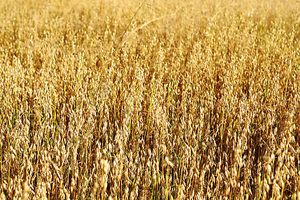 포토 JPG 해외이미지 식물 지구 음식 빵 백그라운드 밭 농업 다이어트 자연 건강 씨앗 사람없음 야외 여름 농작물 농장 농경지 갈색 노란색 마을 식사 수확 성장 가을 시골 황금 선택 낟알 시리얼 밀 채식 귀 밀가루 밀짚 내추럴 밭일 숙성 채식주의자 많음 세련 귀리 해외202004 해외포토 계절 산업 컬러 컨셉 곡류 신체부위 짚 가루 생태계 파일형식 이미지허브