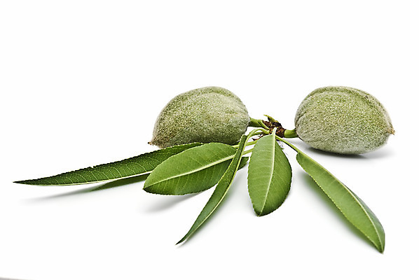 포토 JPG 해외이미지 나무 산업 길 음식 백그라운드 잎 농업 과일 재료 자연 건강 요리 씨앗 사람없음 초록색 우주 봄 화장품 우유 견과류 수확 가을 흰색 나뭇가지 마사지 자르기 수집 그림 유기농 질감 날것 아몬드 내추럴 고립 억울 해외202004 해외포토 식물 웰빙 계절 감정 컬러 모션 유제품 뷰티 생태계 파일형식 이미지허브