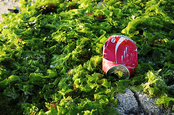 포토 JPG 해외이미지 바다 하늘 사람없음 해조류 쓰레기 폐기물 기중기 다시마 발칸반도 불가리아 해외202004 해외포토 해양식물 중장비 파일형식 남유럽 이미지허브