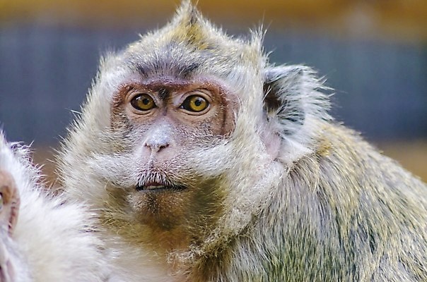 포토 JPG 해외이미지 동물 캐릭터 응시 얼굴 야생동물 포유류 자연 수염 털 동물원 사람없음 초록색 갈색 노란색 머리 회색 게 분노 원숭이 표현 행운 찡그림 황금 닫기 큼 모피 먹기 콧수염 리더 꼬리 인도네시아 신성 유인원 옛날 해외202004 해외포토 시선 감정 아시아 컬러 컨셉 모션 표정 갑각류 신체부위 크기 생태계 파일형식 이미지허브