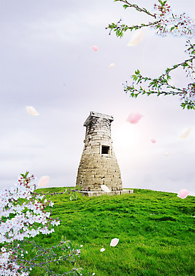 PSD 편집 편집이미지 잔디 사람없음 벚꽃 벚나무 첨성대 이미지편집 나무 식물 꽃 경주_경상북도 국보 파일형식