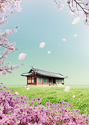 PSD 편집 편집이미지 꽃 잔디 사람없음 궁전 벚꽃 벚나무 이미지편집 나무 식물 고건축 파일형식