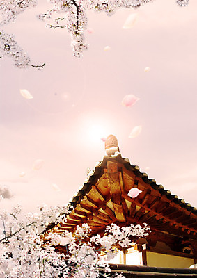 PSD 편집 편집이미지 고건축 사람없음 햇빛 벚꽃 지붕처마 이미지편집 건축물 꽃 지붕 태양 처마 파일형식