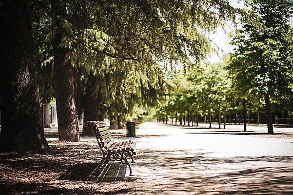포토 JPG 주간 나무 해외풍경 계절 공원 유럽 여행 벤치 거리 풍경 사람없음 야외 여름 스페인 마드리드 국내포토 자연요소 식물 해외 공공시설 나라 의자 파일형식