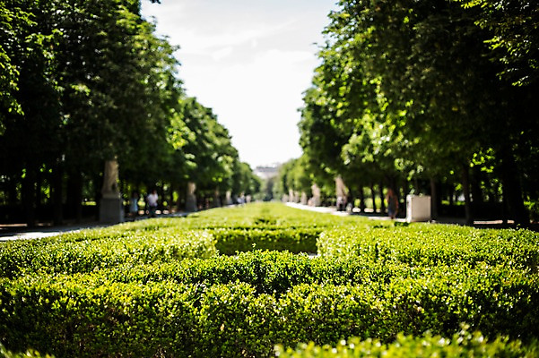 포토 JPG 주간 나무 해외풍경 계절 공원 유럽 여행 풍경 사람없음 야외 아웃포커스 여름 스페인 마드리드 국내포토 자연요소 식물 해외 공공시설 나라 촬영기법 파일형식