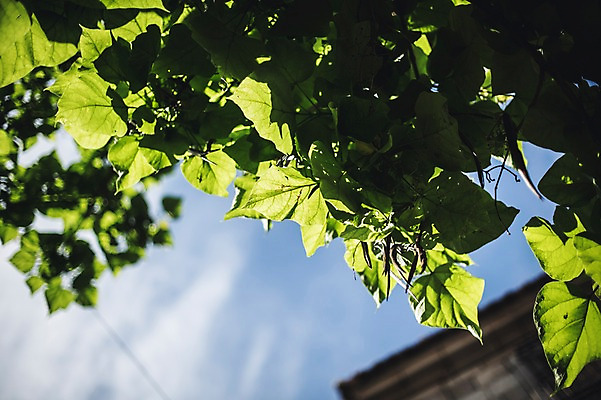 포토 JPG 주간 나무 해외풍경 계절 유럽 여행 풍경 사람없음 야외 아웃포커스 여름 풀잎 스페인 톨레도 국내포토 자연요소 식물 해외 나라 잎 촬영기법 풀_식물 파일형식