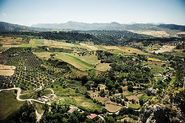 포토 JPG 주간 나무 해외풍경 계절 유럽 여행 자연 산 풍경 사람없음 야외 여름 스페인 론다 안달루시아 국내포토 자연요소 식물 해외 나라 생태계 파일형식