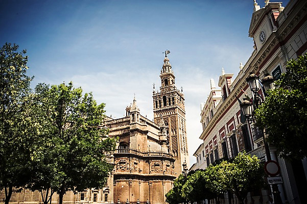 포토 JPG 주간 나무 해외풍경 계절 유럽 여행 풍경 사람없음 야외 건물 여름 성당 천주교 스페인 대성당 안달루시아 세비아 국내포토 자연요소 식물 해외 건축물 나라 종교 종교건축 파일형식