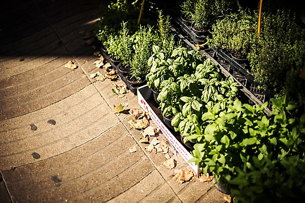 포토 JPG 주간 식물 해외풍경 계절 유럽 화분 여행 바닥 풍경 사람없음 야외 여름 스페인 바르셀로나 카탈루냐 국내포토 자연요소 해외 나라 파일형식