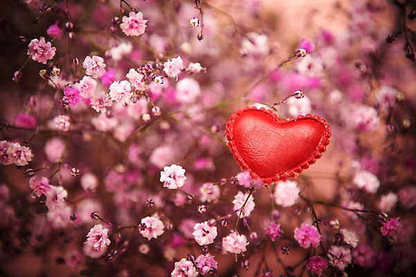 포토 JPG 기념일 꽃 백그라운드 사랑 사람없음 하트 오브젝트 안개꽃 국내포토 모양 식물 감정 이벤트 한해살이풀 파일형식