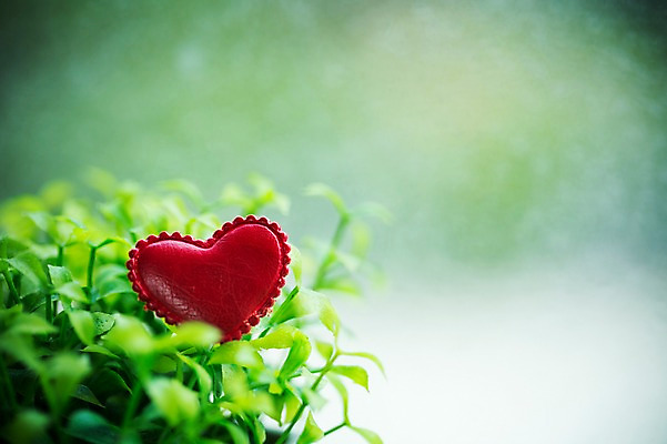 포토 JPG 기념일 백그라운드 사랑 사람없음 하트 풀잎 오브젝트 국내포토 모양 감정 잎 이벤트 풀_식물 파일형식