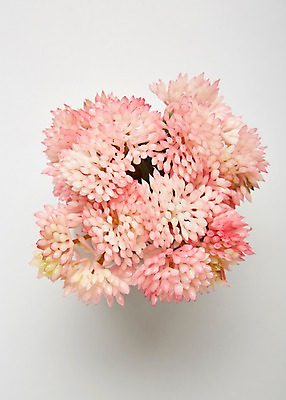 포토 JPG 스튜디오촬영 식물 화분 실내 누끼 사람없음 하이앵글 오브젝트 다육식물 국내포토 뷰포인트 내부 파일형식