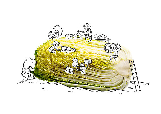 나무 편집이미지 남자 사다리 포토일러 여러명 성인 농부 배추 이미지편집 AI파일 식물 직업 다수 채소 사람 도구 파일형식 벡터