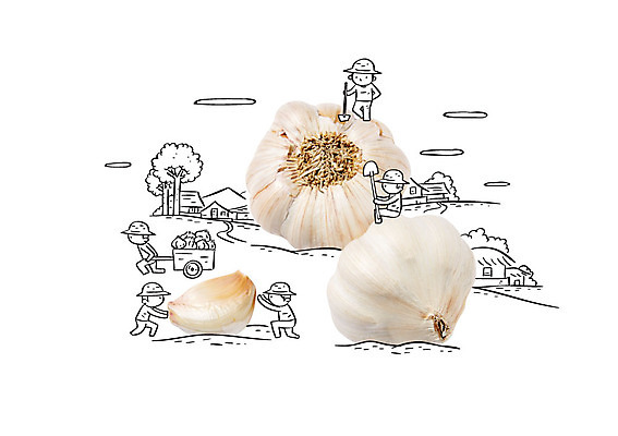 편집이미지 남자 포토일러 마늘 여러명 성인 수레 농부 삽 이미지편집 AI파일 직업 다수 채소 사람 카트 파일형식 벡터