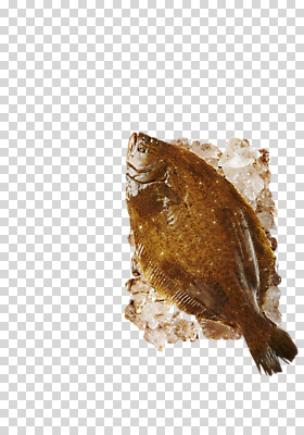 편집 편집이미지 어패류 사람없음 얼음 해산물 PNG 광어 편집소스 자연요소 동물 어류 파일형식