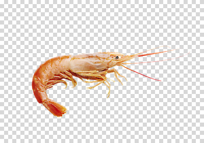 편집 편집이미지 식재료 어패류 새우 사람없음 해산물 PNG 편집소스 동물 갑각류 파일형식