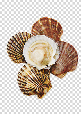 편집 편집이미지 식재료 어패류 사람없음 해산물 가리비 PNG 편집소스 동물 조개 파일형식