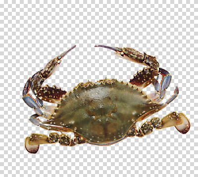 편집 편집이미지 식재료 어패류 사람없음 꽃게 해산물 PNG 편집소스 동물 게 파일형식