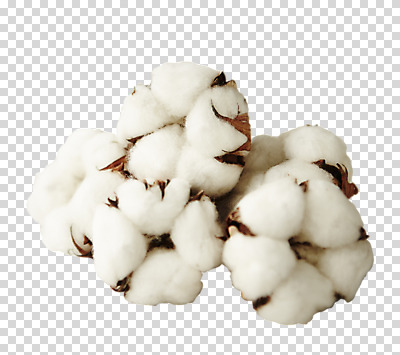 편집 편집이미지 사람없음 솜 유기농 PNG 목화솜 편집소스 웰빙 파일형식