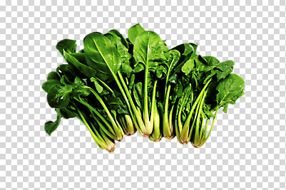 편집 편집이미지 채소 식재료 사람없음 초록색 농작물 여러개 시금치 PNG 편집소스 컬러 다수 농업 파일형식