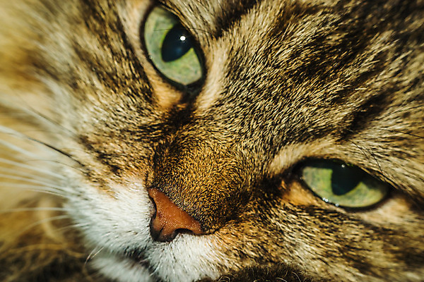 포토 JPG 해외이미지 동물 1 응시 여자 백그라운드 오렌지 장난 수염 털 실내 사람없음 일상 빨간색 반려동물 갈색 카메라 검은색 고양이 어둠 오픈 입 자르기 호기심 꼬리 솜털 생강 고립 관심 유래 해외202004 해외포토 시선 감정 컬러 컨셉 채소 과일 포유류 모션 사람 내부 라이프 신체부위 전자제품 파일형식 이미지허브