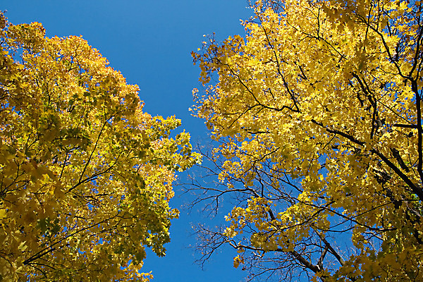 포토 JPG 해외이미지 나무 식물 계절 공원 백그라운드 단풍 낙엽 잎 오렌지 자연 하늘 풍경 사람없음 야외 가로 파란색 빛 햇빛 태양 노란색 맑음 활발 젖음 가을 나뭇가지 비교 황금 숲 9월 11월 아래 천국 10월 해외202004 해외포토 자연요소 공공시설 컬러 컨셉 과일 날씨 날짜 방향 생태계 위치 파일형식 이미지허브