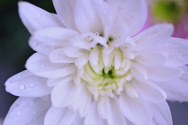 포토 JPG 해외이미지 식물 꽃잎 백그라운드 꽃무늬 자연 추상 사람없음 가로 컬러풀 노란색 봄 활발 흰색 물방울 신선 황금 이슬 달리아 유기농 질감 자연백그라운드 내추럴 강렬 고립 해외202004 해외포토 웰빙 계절 꽃 컬러 컨셉 무늬 생태계 파일형식 이미지허브