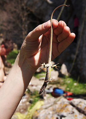 포토 JPG 해외이미지 동물 손 야생동물 패턴 파충류 자연 동물원 사람없음 초록색 여름 반려동물 환경 봄 젖음 가을 점 황무지 닫기 보호 가죽 생물학 꼬리 도마뱀 육식동물 기어가기 강렬 무료 집게발 해외202004 해외포토 계절 교육 컬러 컨셉 무늬 모션 신체부위 생태계 파일형식 이미지허브