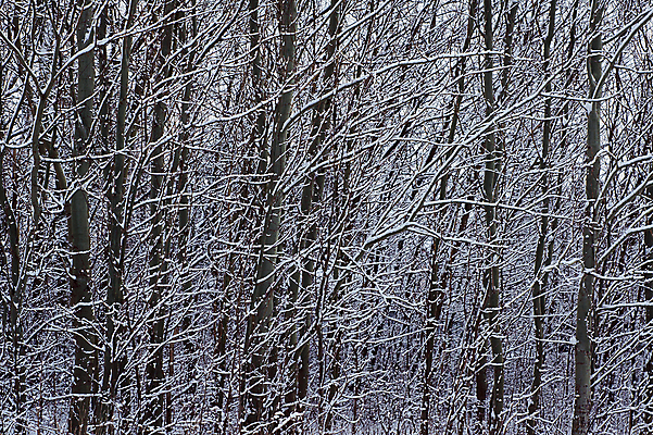 포토 JPG 해외이미지 식물 겨울 자연 사람없음 숲 폴란드 해외202004 해외포토 계절 유럽 생태계 파일형식 이미지허브