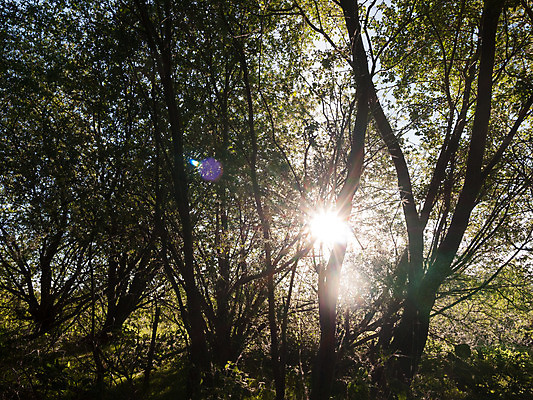 포토 JPG 해외이미지 나무 식물 계절 실루엣 백그라운드 잎 패턴 자연 하늘 아침 추상 풍경 사람없음 목재 초록색 물 여름 빛 햇빛 태양 노란색 환경 맑음 어둠 일몰 봄 나뭇가지 신선 정상 큼 묘사 질감 내추럴 고립 해외202004 해외포토 주간 자연요소 컬러 무늬 재료 날씨 촬영기법 노을 크기 생태계 파일형식 이미지허브