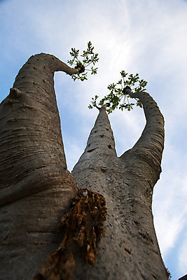 포토 JPG 해외이미지 나무 식물 음식 잎 농업 과일 자연 열대 사람없음 초록색 정원 성장 원예 하와이 이국적 파파야 해외202004 해외포토 산업 컬러 취미 미국 열대과일 생태계 파일형식 이미지허브