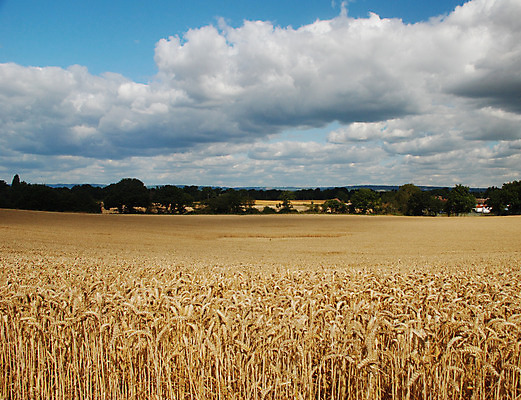 포토 JPG 해외이미지 구름 밭 농업 자연 하늘 날씨 잉글랜드 풍경 사람없음 야외 농작물 농장 시골 낟알 시리얼 밀 밭일 세련 해외202004 해외포토 자연요소 산업 음식 영국 곡류 생태계 파일형식 이미지허브