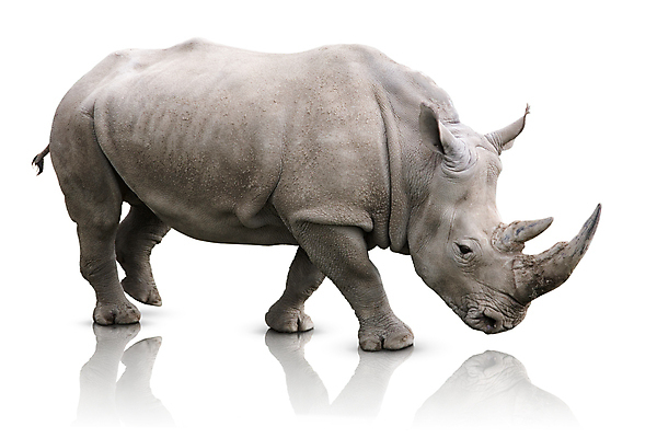 포토 JPG 해외이미지 동물 야생동물 신체 포유류 아프리카 생물 뿔 동물원 서기 사람없음 옆모습 힘 회색 흰색 위험 큼 사파리 싱글 멸종 코뿔소 고립 해외202004 해외포토 나라 뷰포인트 컬러 컨셉 모션 크기 파일형식 이미지허브