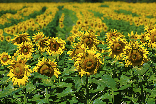 포토 JPG 해외이미지 꽃 유럽 산업 잎 농업 자연 해바라기 풍경 사람없음 맑음 시골 스페인 내추럴 해외202004 해외포토 식물 나라 날씨 생태계 파일형식 이미지허브