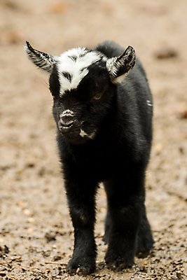 포토 JPG 해외이미지 동물 응시 얼굴 어린이 농업 포유류 자연 털 서기 미소 사람없음 야외 반려동물 청춘 농장 검은색 가축 우유 흰색 시골 아기 달콤 모피 부드러움 기르기 밭일 천진난만 해외202004 해외포토 시선 산업 컬러 컨셉 모션 유제품 표정 사람 신체부위 감각 맛 생태계 돌봄 파일형식 이미지허브