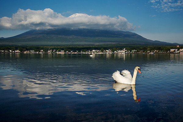 포토 JPG 해외이미지 동물 아시아 호수 야생동물 자연 아침 산 동양인 풍경 사람없음 반사 일본 새벽 흰색 도쿄 심볼 화산 백조 5 동쪽 후지산 랜드마크 해외202004 해외포토 주간 자연요소 나라 컬러 조류 인종 숫자 세계문화유산 방향 생태계 파일형식 이미지허브