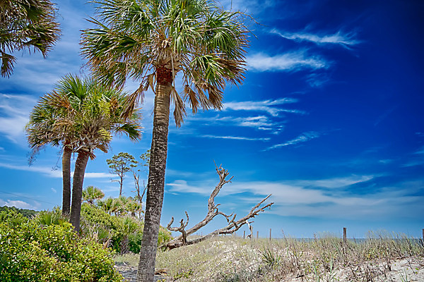 포토 JPG 해외이미지 야생동물 모래 바다 여행 휴가 조개 사람없음 야자수 황무지 장면 대서양 해외202004 해외포토 나무 동물 어패류 파일형식 이미지허브