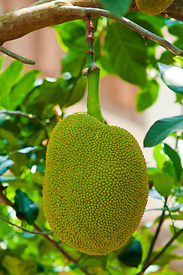 포토 JPG 해외이미지 나무 음식 백그라운드 잎 과일 태국 자연 건강 동양인 사람없음 초록색 노란색 정원 나뭇가지 신선 원주민 달콤 큼 질감 냄새 베트남 잭 해외202004 해외포토 식물 아시아 컬러 인종 동남아시아 아프리카인 맛 크기 생태계 파일형식 이미지허브