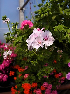 포토 JPG 해외이미지 식물 꽃 백그라운드 자연 사람없음 장식 초록색 여름 환경 정원 화목 봄 놀이방 반지 개화 원예 심기 영원 제라늄 해외202004 해외포토 계절 컬러 컨셉 장신구 모션 취미 생태계 파일형식 이미지허브